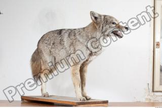 Wolf body photo reference 0002